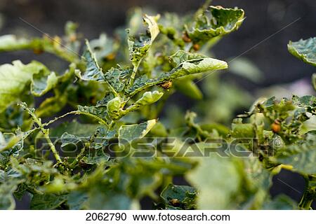 Stock Image - Potato Bugs On Potato Leaves, Organic Garden, Manitoba, Canada. Fotosearch