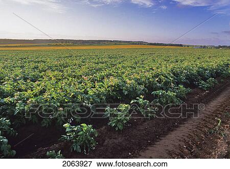 Potato Field And Dirt Track, Prince Edward Island View Large Photo Image Stock Photo - Potato Field And Dirt Track, Prince Edward Island. Fotosearch