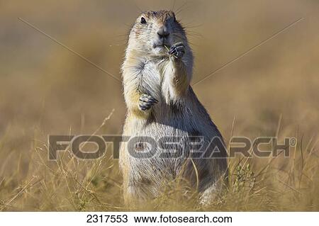 Prairie Dog Grasslands National Park; Saskatchewan Alberta View Large Photo Image Stock Image - Prairie Dog Grasslands National Park; Saskatchewan Alberta. Fotosearch