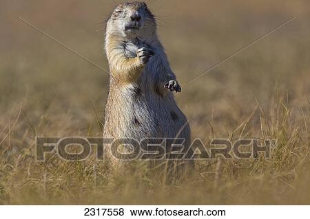 Stock Photo - Prairie Dog Grasslands National Park; Saskatchewan Alberta. Fotosearch