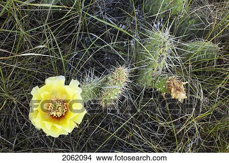Prickly-Pear Cactus (Opuntia Polyacantha) Near Leader, Saskatchewan, Canada View Large Photo Image Picture - Prickly-Pear Cactus (Opuntia Polyacantha) Near Leader, Saskatchewan, Canada. Fotosearch