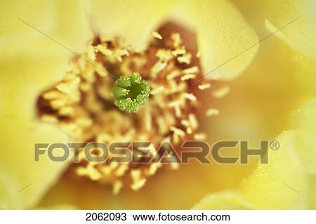 Prickly-Pear Cactus (Opuntia Polyacantha) Near Leader, Saskatchewan, Canada View Large Photo Image Stock Image - Prickly-Pear Cactus (Opuntia Polyacantha) Near Leader, Saskatchewan, Canada. Fotosearch