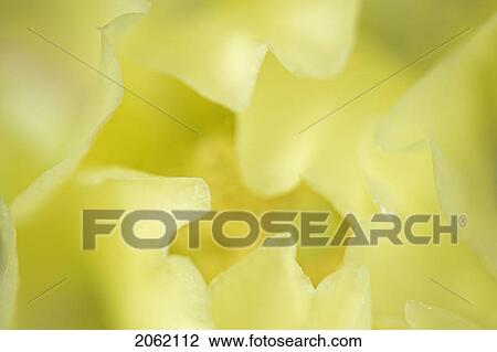 Prickly-Pear Cactus (Opuntia Polyacantha) Near Leader, Saskatchewan, Canada View Large Photo Image Stock Image - Prickly-Pear Cactus (Opuntia Polyacantha) Near Leader, Saskatchewan, Canada. Fotosearch