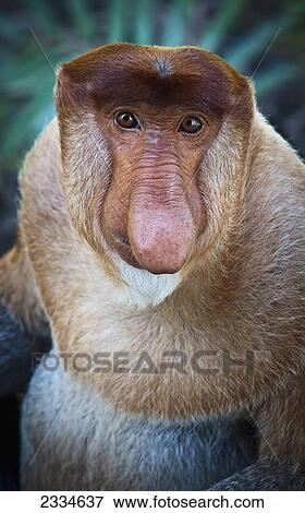 Proboscis monkey (Nasalis larvatus); Borneo View Large Photo Image Stock Photo - Proboscis monkey (Nasalis larvatus); Borneo. Fotosearch