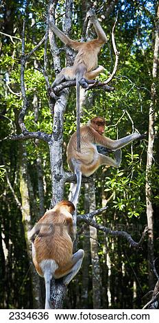Proboscis monkeys (Nasalis larvatus) in a tree; Borneo View Large Photo Image Stock Photograph - Proboscis monkeys (Nasalis larvatus) in a tree; Borneo. Fotosearch