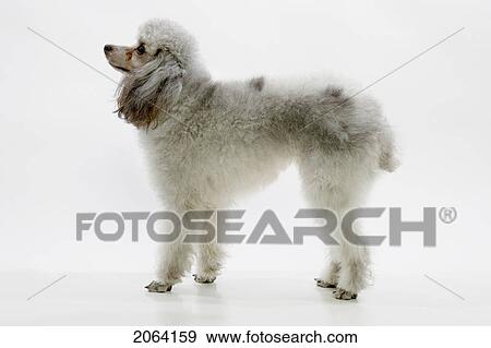 Profile Of Standard Poodle Standing View Large Photo Image Stock Photo - Profile Of Standard Poodle Standing. Fotosearch