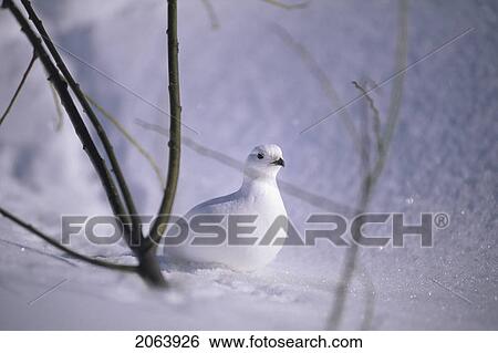 Stock Photograph - Ptarmigan In Winter Snow, Whistler, Bc. Fotosearch