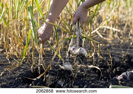 Pulling Fresh Garlic From The Ground, Organic Garden, Manitoba, Canada View Large Photo Image Stock Photo - Pulling Fresh Garlic From The Ground, Organic Garden, Manitoba, Canada. Fotosearch