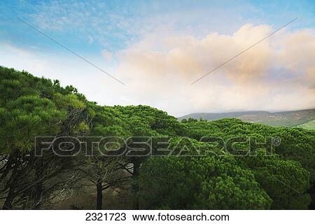 Punta Paloma; Tarifa Cadiz Andalusia Spain View Large Photo Image Stock Image - Punta Paloma; Tarifa Cadiz Andalusia Spain. Fotosearch