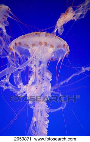 Stock Image - Purple-Striped Jellyfish (Chrysaora Colorata), Monterey Bay Aquarium, California. Fotosearch