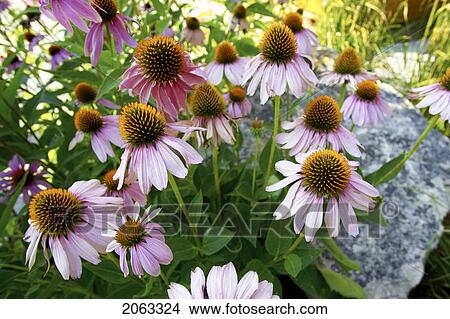 Picture - Purplecone Flower, Canada, Ontario. Fotosearch