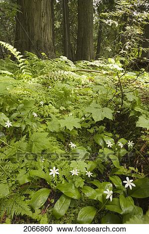 Stock Image - Queen's Cup Flowers Carpet The Old Growth Forest Floor Near Island Lake, Elk Valley, Fernie, British Columbia, Canada. Fotosearch