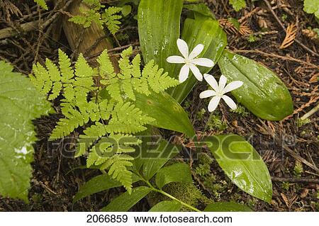 Stock Photo - Queen's Cup Flowers Carpet The Old Growth Forest Floor Near Island Lake, Elk Valley, Fernie, British Columbia, Canada. Fotosearch