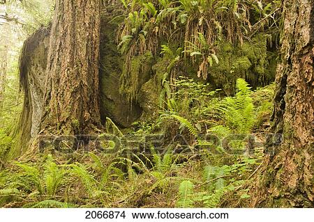 Quinault Rainforest, Olympic National Park, Olympic Peninsula, Washington, Usa View Large Photo Image Picture - Quinault Rainforest, Olympic National Park, Olympic Peninsula, Washington, Usa. Fotosearch