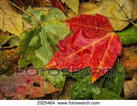 Picture - Raindrops on fallen leaves in various autumn colours; Ohio united states of america. Fotosearch