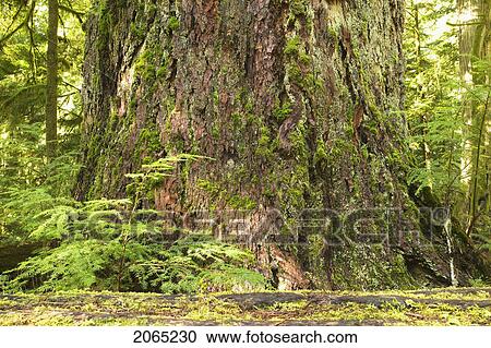 Stock Image - Rainforest, Cathedral Grove, Bc, Canada. Fotosearch