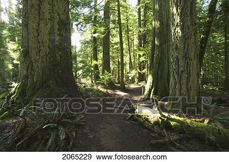 Rainforest, Cathedral Grove, Bc, Canada View Large Photo Image Stock Photo - Rainforest, Cathedral Grove, Bc, Canada. Fotosearch