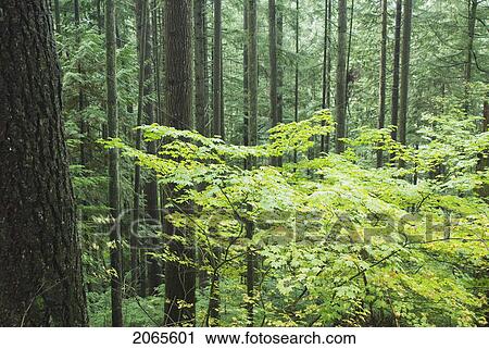 Rainforest In Lynn Canyon Park, Vancouver, British Columbia, Canada View Large Photo Image Stock Image - Rainforest In Lynn Canyon Park, Vancouver, British Columbia, Canada. Fotosearch