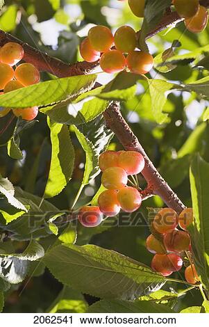 Stock Image - Rainier Cherries, A Hybrid Between Bing And Van Cherries, Okanagan Centre, Bc Canada. Fotosearch