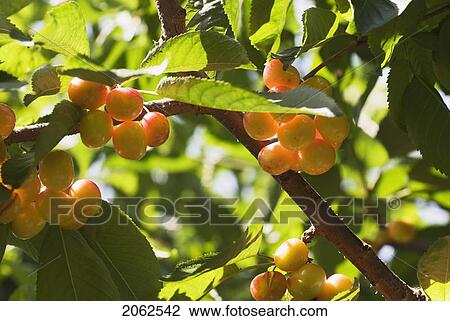 Rainier Cherries, A Hybrid Between Bing And Van Cherries, Okanagan Centre, Bc Canada View Large Photo Image Stock Image - Rainier Cherries, A Hybrid Between Bing And Van Cherries, Okanagan Centre, Bc Canada. Fotosearch