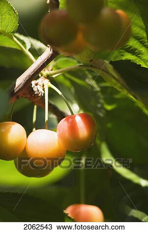 Stock Image - Rainier Cherries, A Hybrid Between Bing And Van Cherries, Okanagan Centre, Bc Canada. Fotosearch
