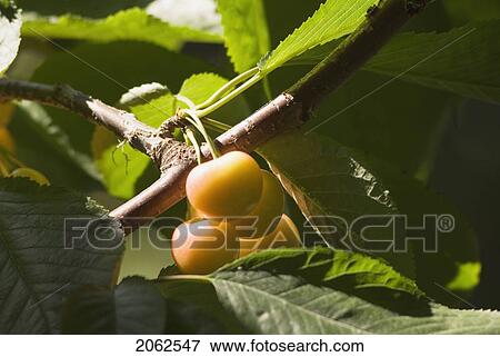 Rainier Cherries, A Hybrid Between Bing And Van Cherries, Okanagan Centre, Bc Canada View Large Photo Image Stock Photo - Rainier Cherries, A Hybrid Between Bing And Van Cherries, Okanagan Centre, Bc Canada. Fotosearch