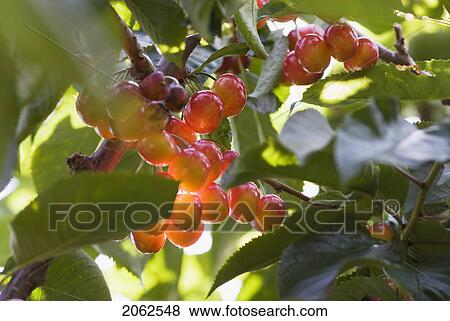 Stock Photo - Rainier Cherries, A Hybrid Between Bing And Van Cherries, Okanagan Centre, Bc Canada. Fotosearch