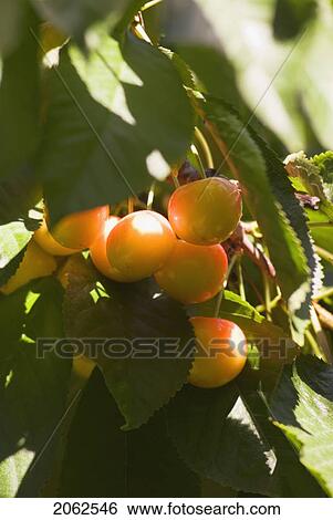 Stock Photograph - Rainier Cherries, A Hybrid Between Bing And Van Cherries, Okanagan Centre, Bc Canada. Fotosearch