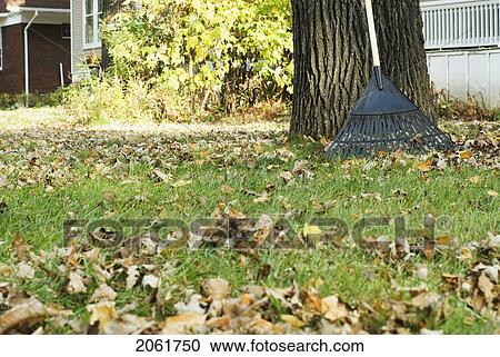 Rake Leaning On Tree, Winnipeg, Canada View Large Photo Image Stock Image - Rake Leaning On Tree, Winnipeg, Canada. Fotosearch