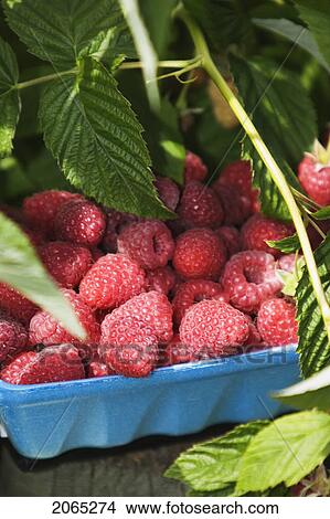 Rasberries, Pemberton, Bc, Canada View Large Photo Image Picture - Rasberries, Pemberton, Bc, Canada. Fotosearch