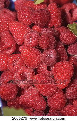 Rasberries, Pemberton, Bc, Canada View Large Photo Image Stock Photography - Rasberries, Pemberton, Bc, Canada. Fotosearch