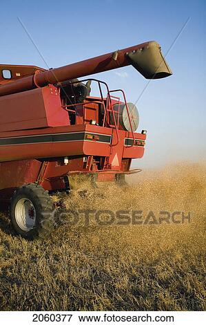 Rear End Of Combine With Flying Straw, Dust, Chafe, Saskatchewan View Large Photo Image Stock Photo - Rear End Of Combine With Flying Straw, Dust, Chafe, Saskatchewan. Fotosearch