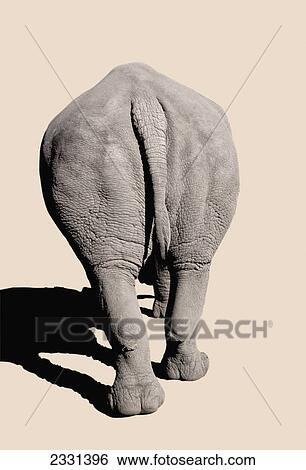 Rear of a rhinoceros; Africa View Large Photo Image Stock Photograph - Rear of a rhinoceros; Africa. Fotosearch