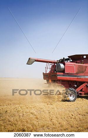 Rear Side Of Combine In Field Of Lentils, Saskatchewan View Large Photo Image Stock Photo - Rear Side Of Combine In Field Of Lentils, Saskatchewan. Fotosearch
