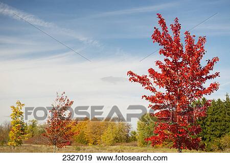 Stock Photo - Red and golden leaves on the maple trees in autumn; London ontario canada. Fotosearch