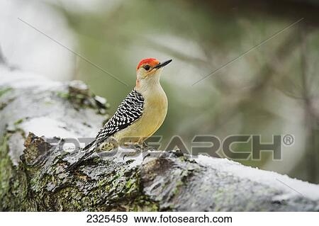 Red-bellied woodpecker (melanerpes carolinus); Ohio united states of america View Large Photo Image Stock Photo - Red-bellied woodpecker (melanerpes carolinus); Ohio united states of america. Fotosearch