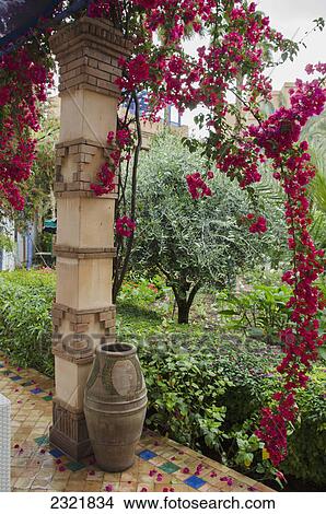 Picture - Red Flowers Blossoming On A Tree Beside A Pillar And Clay Pot; Marrakesh Morocco. Fotosearch