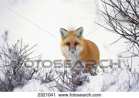 Stock Image - Red Fox (Vulpes Vulpes) In The Snow Along The Shores Of The Hudson's Bay; Churchill Manitoba Canada. Fotosearch