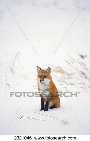 Red Fox (Vulpes Vulpes) In The Snow Along The Shores Of The Hudson's Bay; Churchill Manitoba Canada View Large Photo Image Stock Photograph - Red Fox (Vulpes Vulpes) In The Snow Along The Shores Of The Hudson's Bay; Churchill Manitoba Canada. Fotosearch