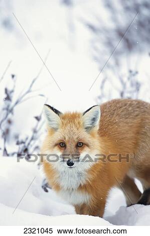 Stock Photography - Red Fox (Vulpes Vulpes) In The Snow Along The Shores Of The Hudson's Bay; Churchill Manitoba Canada. Fotosearch