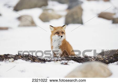 Red Fox (Vulpes Vulpes) Sitting In The Snow; Churchill Manitoba Canada View Large Photo Image Stock Image - Red Fox (Vulpes Vulpes) Sitting In The Snow; Churchill Manitoba Canada. Fotosearch