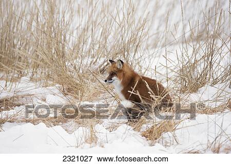 Stock Photo - Red Fox (Vulpes Vulpes) Sitting In The Snow; Churchill Manitoba Canada. Fotosearch