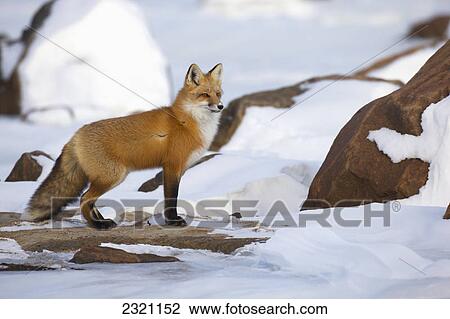 Red Fox (Vulpes Vulpes) Standing Along The Shores Of Hudson's Bay; Churchill Manitoba Canada View Large Photo Image Stock Image - Red Fox (Vulpes Vulpes) Standing Along The Shores Of Hudson's Bay; Churchill Manitoba Canada. Fotosearch