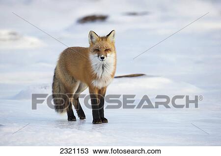 Stock Image - Red Fox (Vulpes Vulpes) Standing Along The Shores Of Hudson's Bay; Churchill Manitoba Canada. Fotosearch