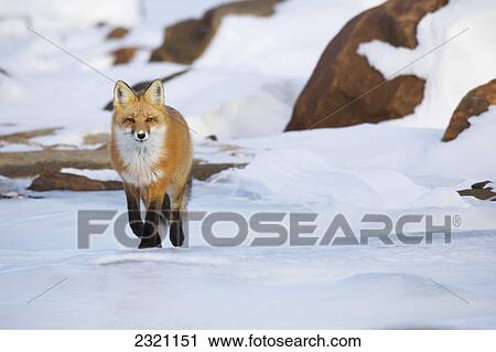 Stock Image - Red Fox (Vulpes Vulpes) Walking Along The Shores Of Hudson's Bay; Churchill Manitoba Canada. Fotosearch