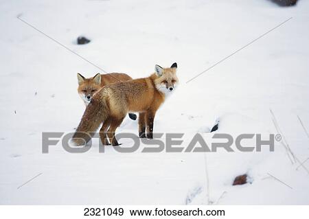 Red Foxes (Vulpes Vulpes) In The Snow Along The Shores Of The Hudson's Bay; Churchill Manitoba Canada View Large Photo Image Stock Photo - Red Foxes (Vulpes Vulpes) In The Snow Along The Shores Of The Hudson's Bay; Churchill Manitoba Canada. Fotosearch