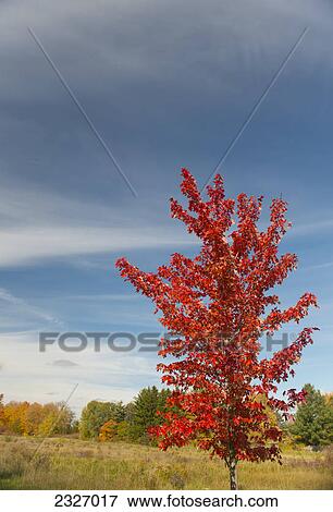 Stock Photo - Red leaves on a maple tree in autumn; London ontario canada. Fotosearch