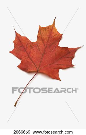 Stock Photo - Red Maple Leaf On White Background. Fotosearch