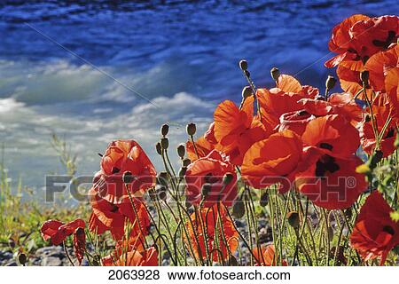 Stock Photo - Red Poppies Bloom, Fitzsimmons Creek In Background, Whistler, Bc. Fotosearch
