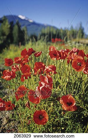 Red Poppies Bloom, Whistler Mountain In Background View Large Photo Image Stock Photo - Red Poppies Bloom, Whistler Mountain In Background. Fotosearch